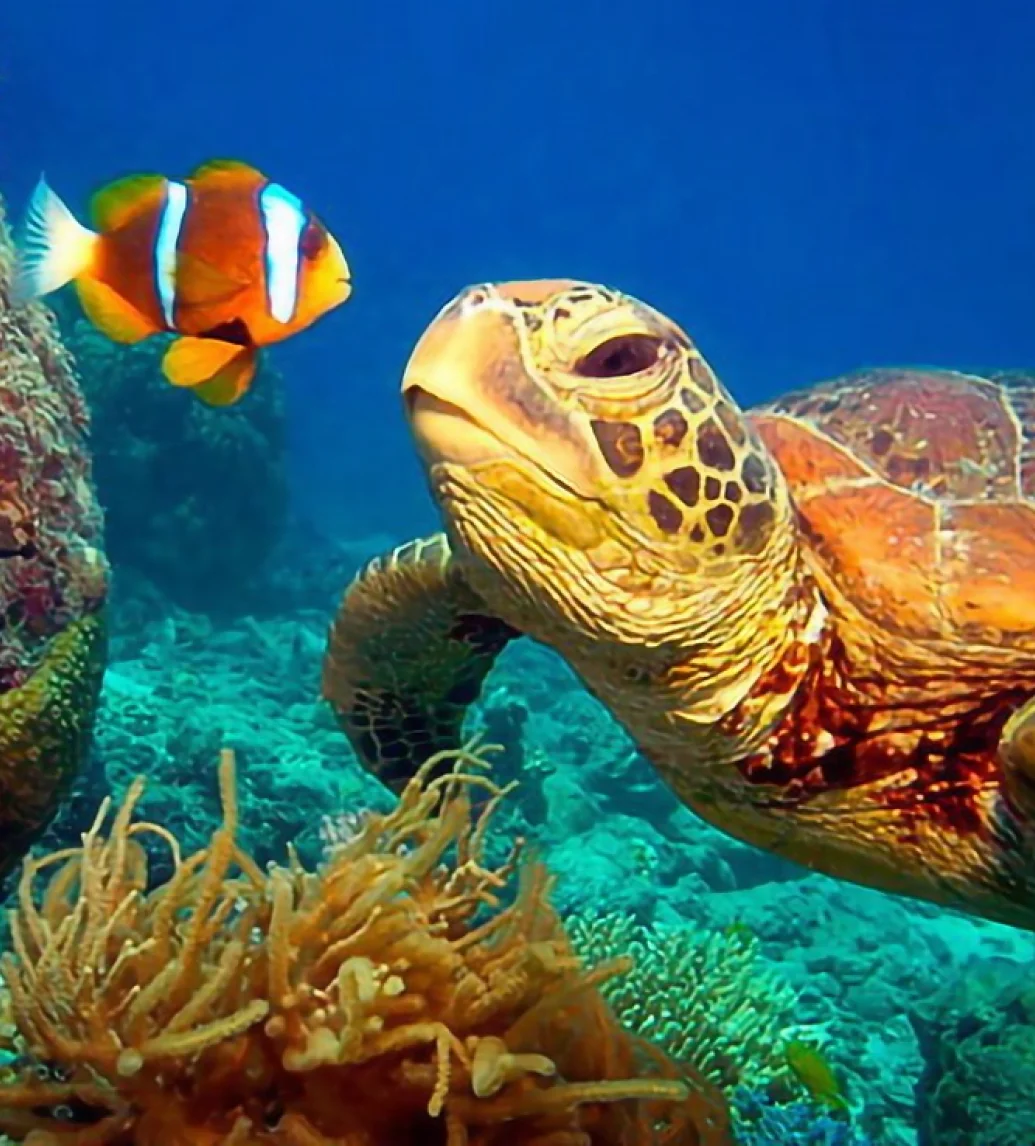 Florida Marine Conservation_leto_v_USA_by_kiDay